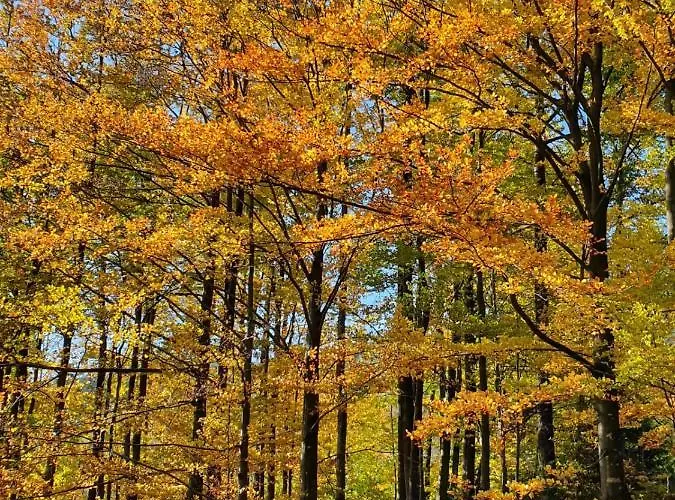 Pod Klodka * Kamesznica